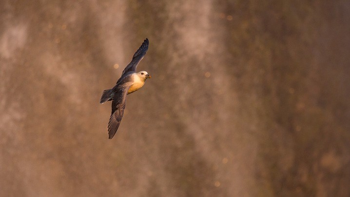 Eissturmvogel